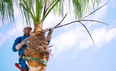 Start Palm Tree Removal Auckland