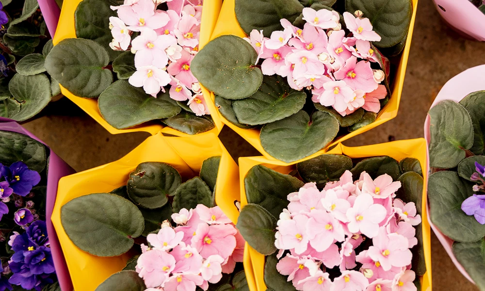 Is Your Orchid Growing, Resting or Struggling?